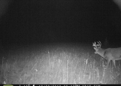 Deer on game camera for hunting at the Manitou 