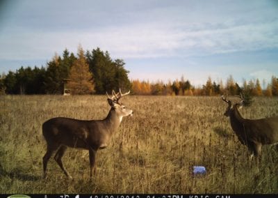 Deer on camera near Manitou Weather Station