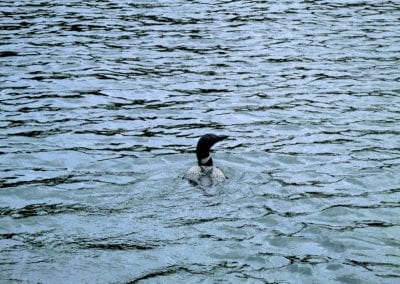 Loon Swimming in Lower Manitou Lake in Ontario