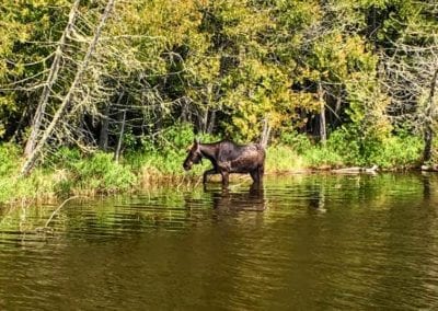 Moose in the Lower Manitou lake in Ontario - lots of wildlife!