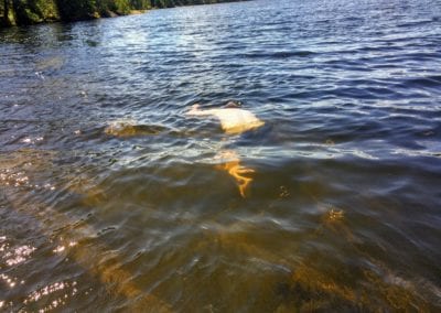 Guest swimming for fishing lure that snagged bottom while muskie fishing