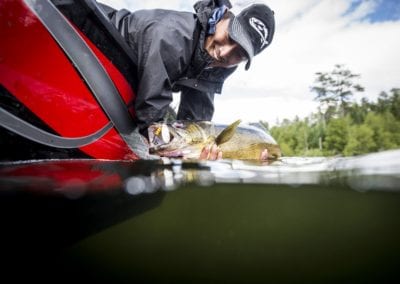 Catch and release trophy walleye