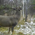 Deer Hunting Manitou Ontario