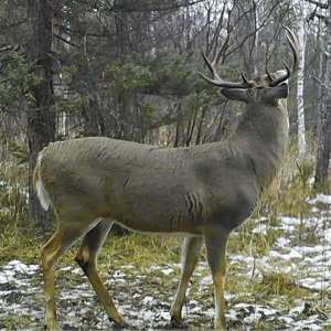 Deer Hunting Manitou Ontario