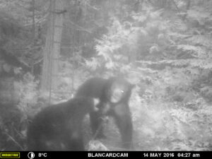 MOULTRIE DIGITAL GAME CAMERA